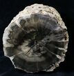 Triassic Aged Woodworthia Petrified Wood Log - lbs #19268-4